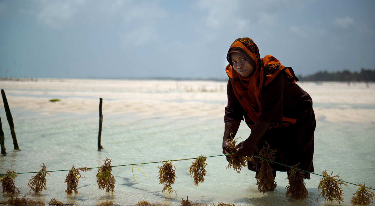 Seaweed Co. Zanzibar