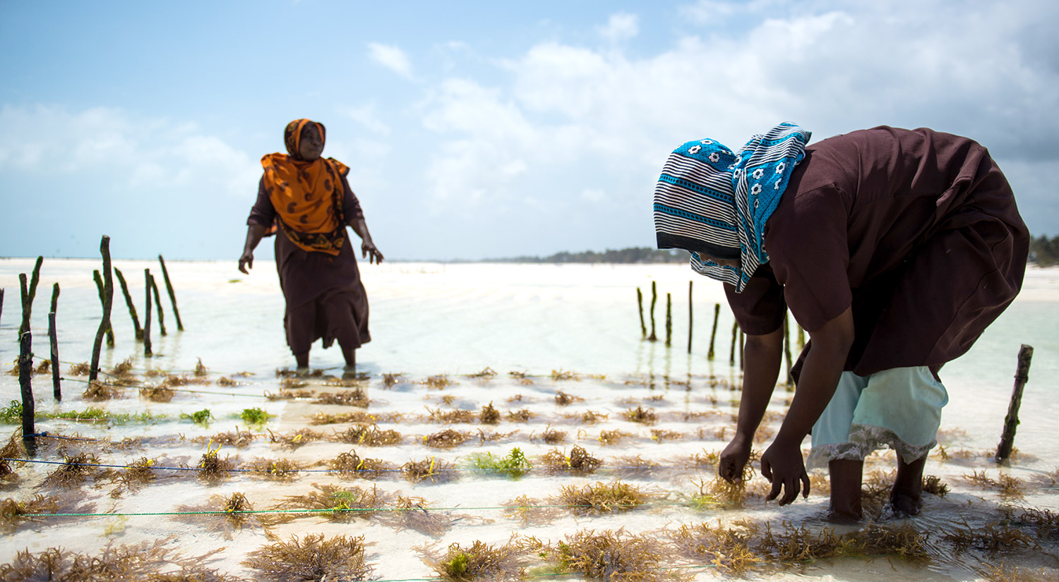 Seaweed Co. Zanzibar
