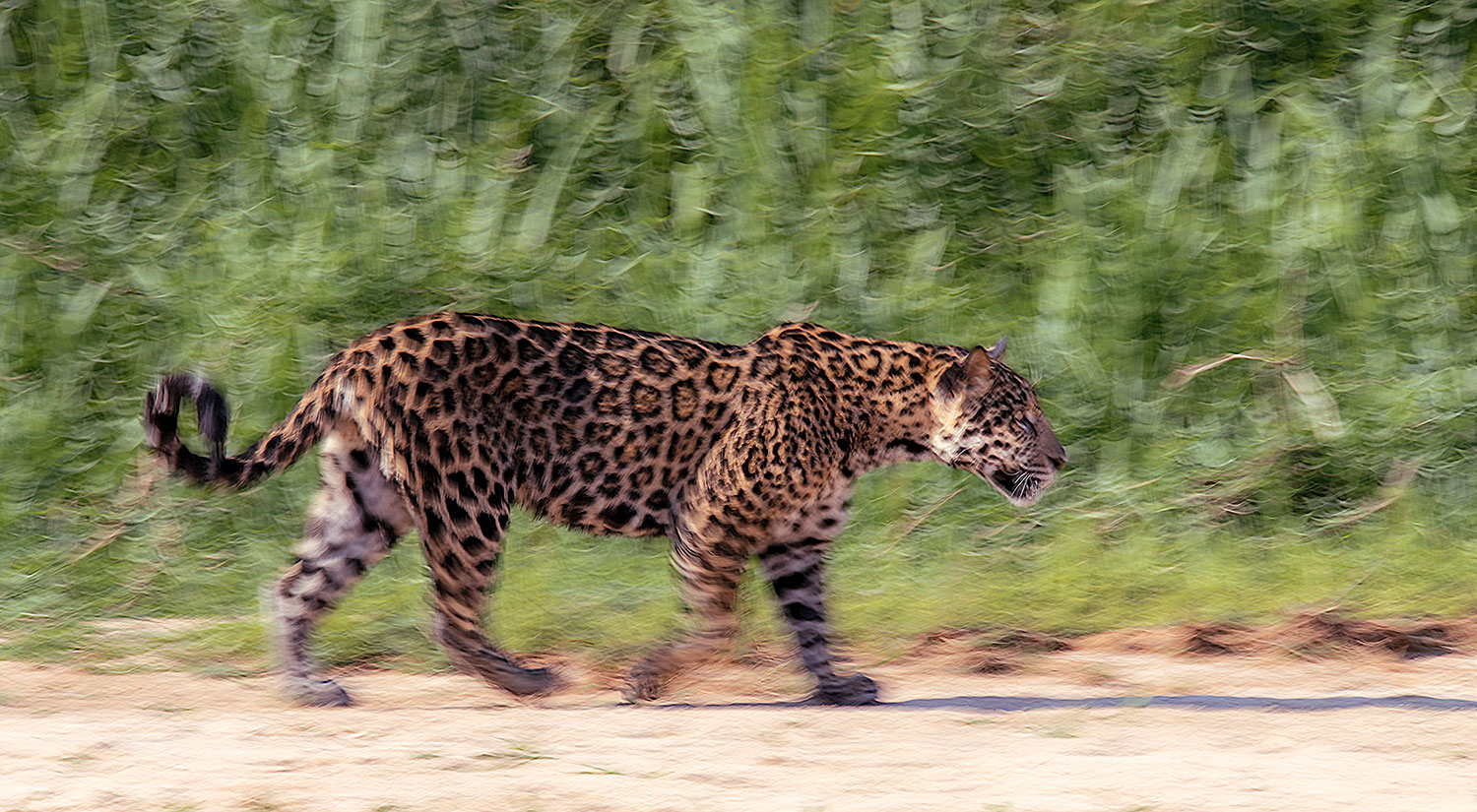 Jaguar