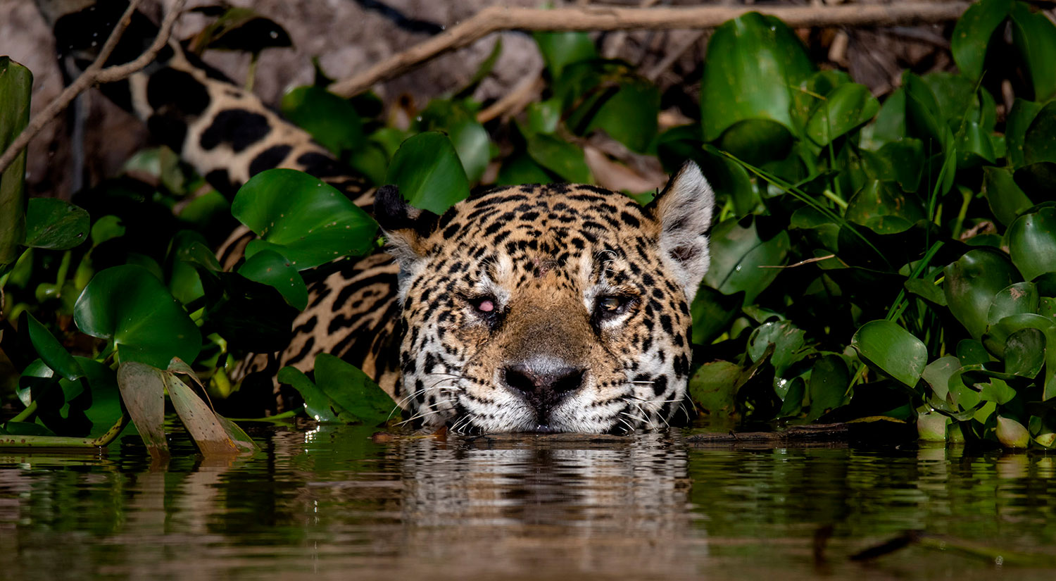Jaguar