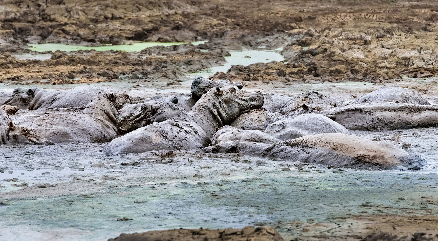 Pod of Hippos