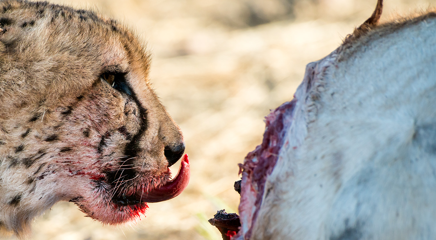 Cheetah, Erindi, Namibia