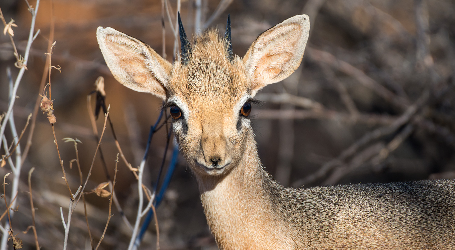 Steenbok, Erindi, Namibia