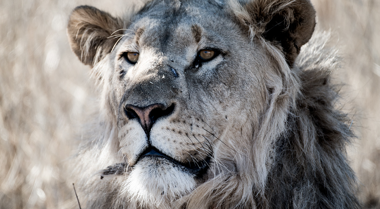 Lion, Erindi, Namibia