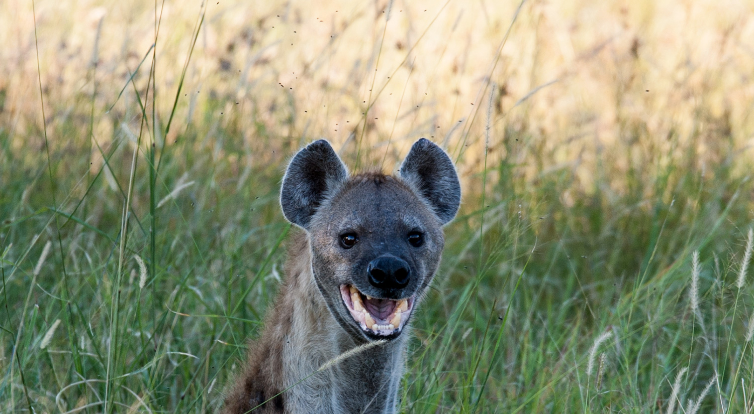 Hyena, Kruger Park, South Africa