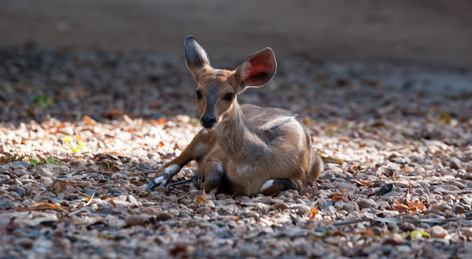 Grey Duiker, Kruger Park, South Africa