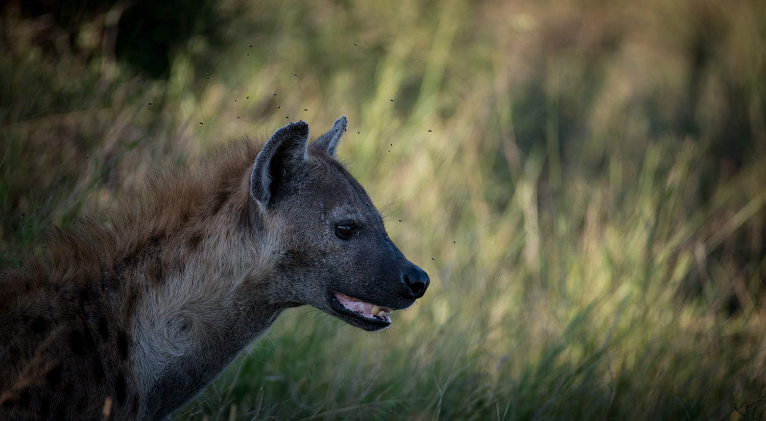 Hyena, Kruger Park, South Africa