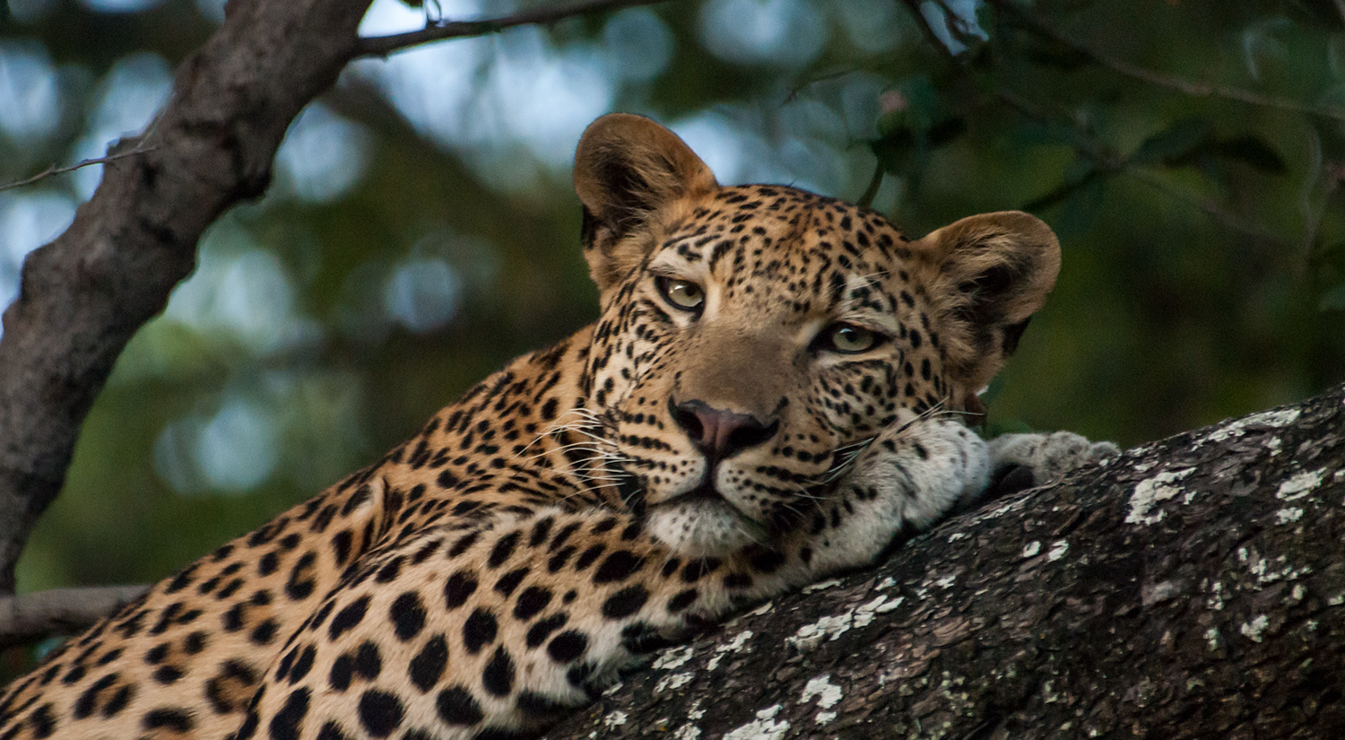 Leopard, Okavanga Delta, Botswana