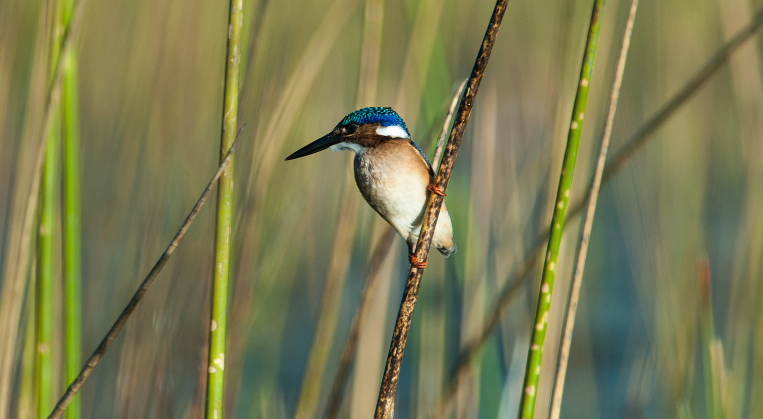 Malachite Kingfisher, Okavanga Delta, Botswana