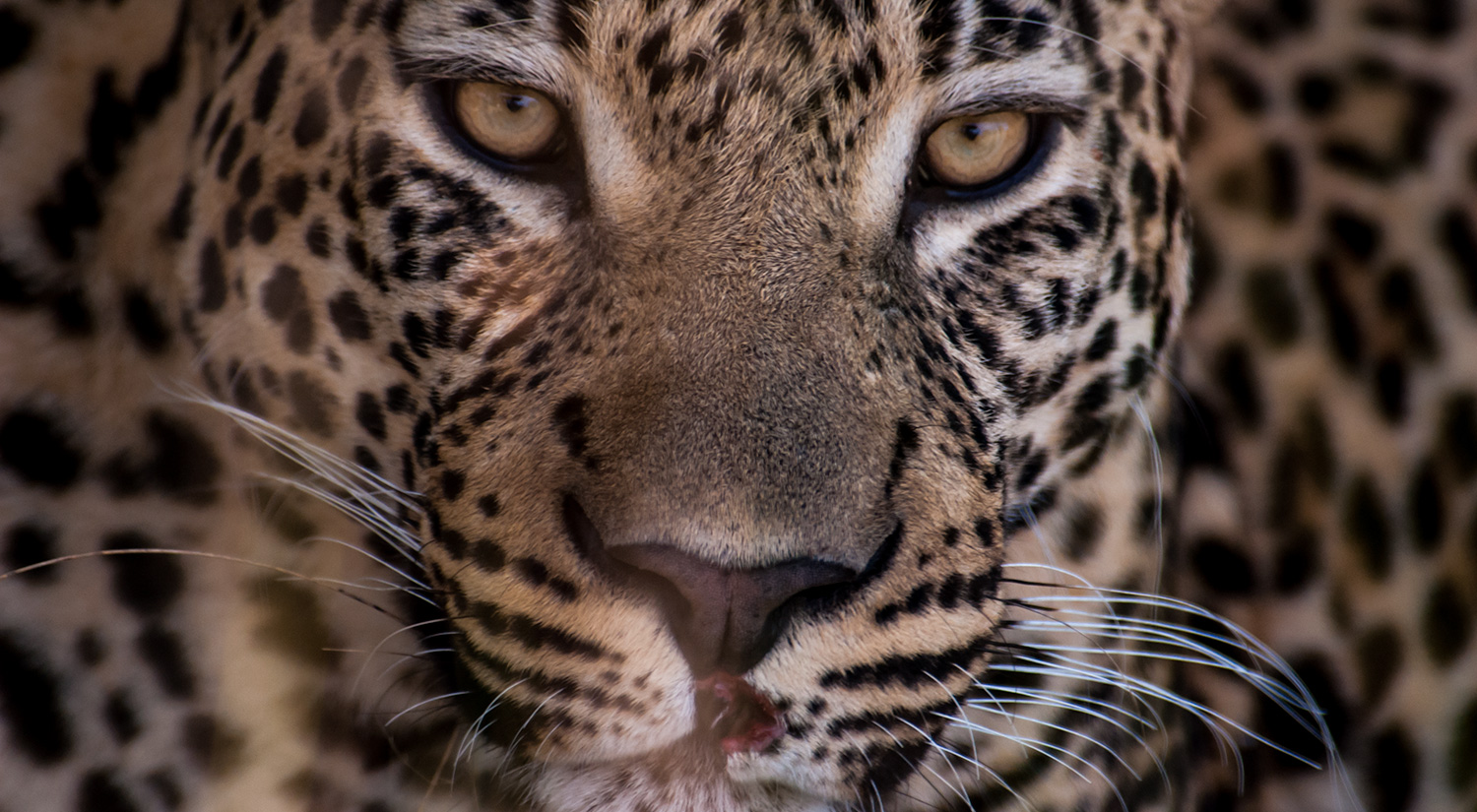 Leopard, Okavanga Delta, Botswana