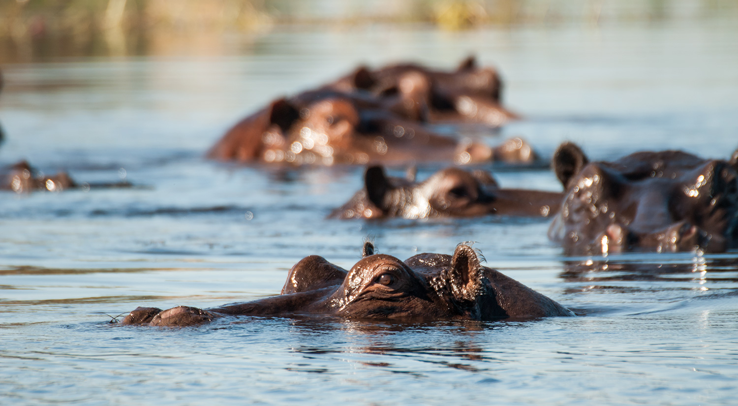 Hippopotamus, Okavanga Delta, Botswana