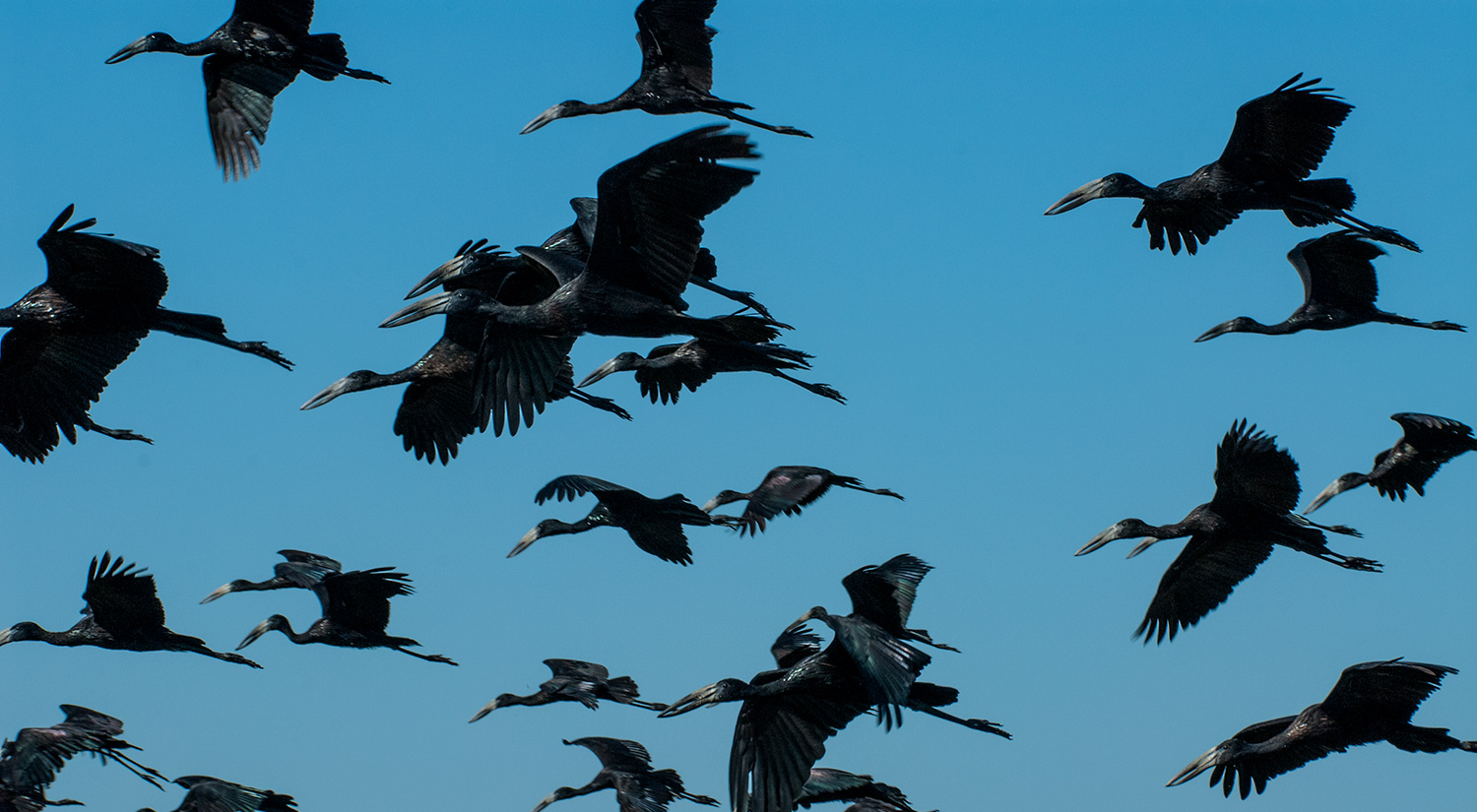 Openbilled Storks, Okavanga Delta, Botswana