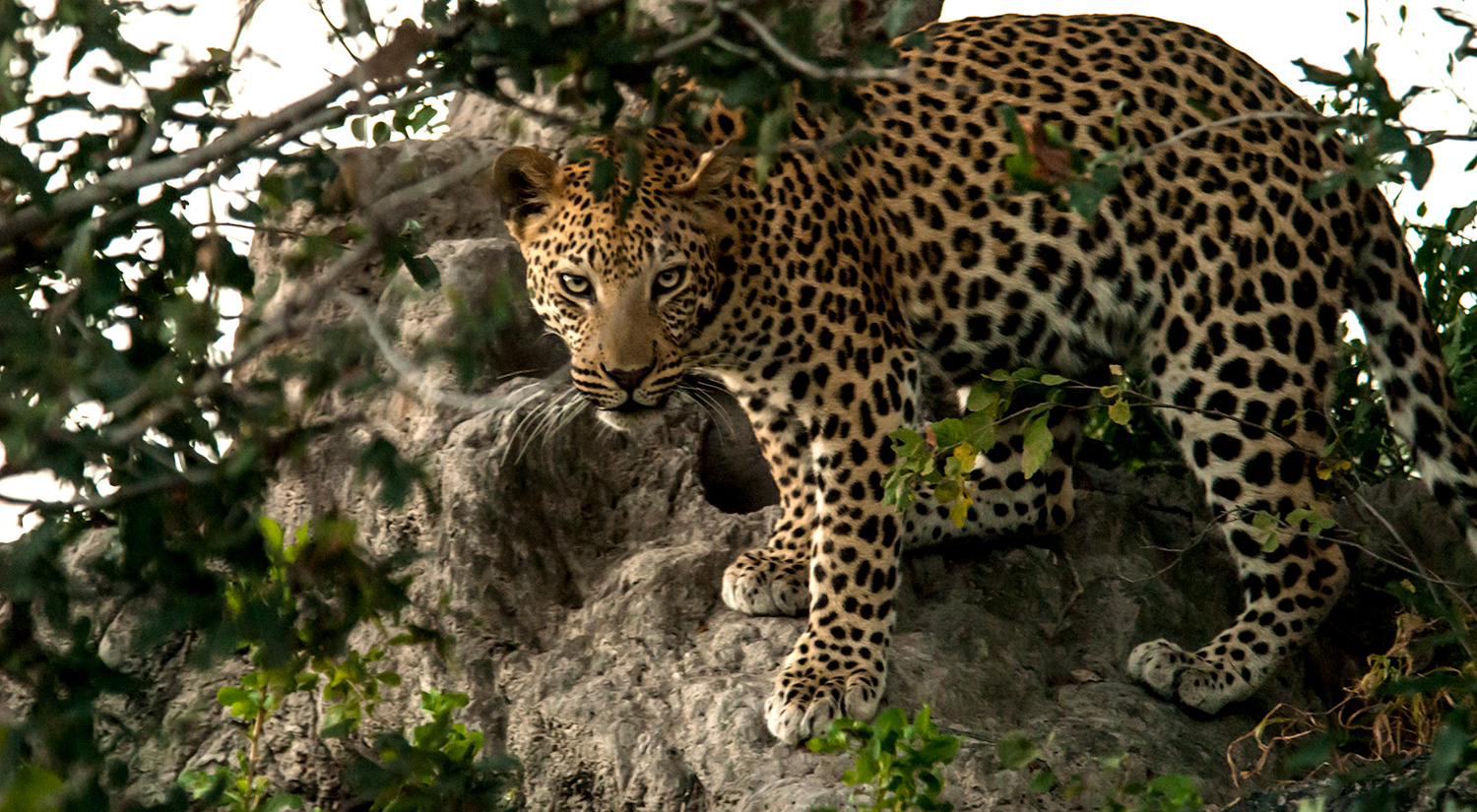 Leopard, Okavanga Delta, Botswana