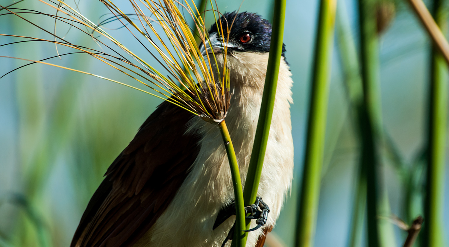 Burchell's Coucal, Okavanga Delta, Botswana
