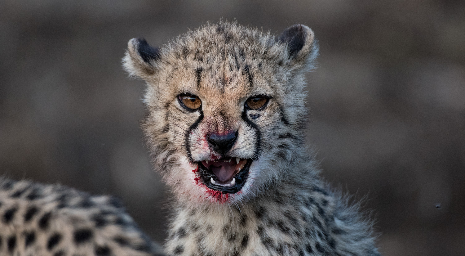 Cheetah cub, Phinda, South Africa