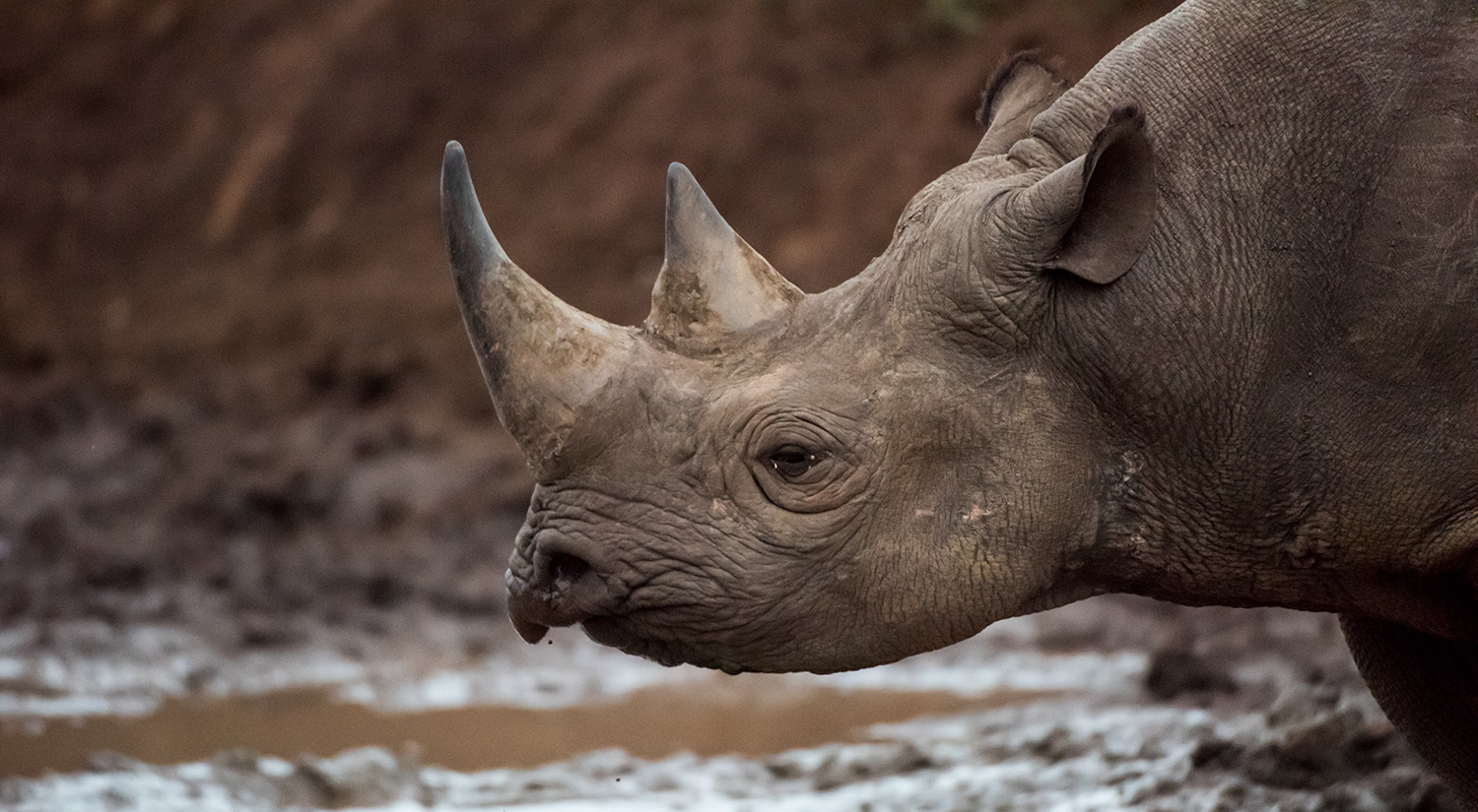 Black rhino, Phinda, South Africa