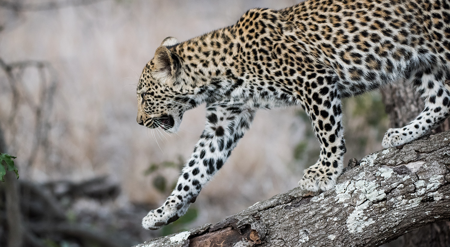 Leopard, Phinda, South Africa
