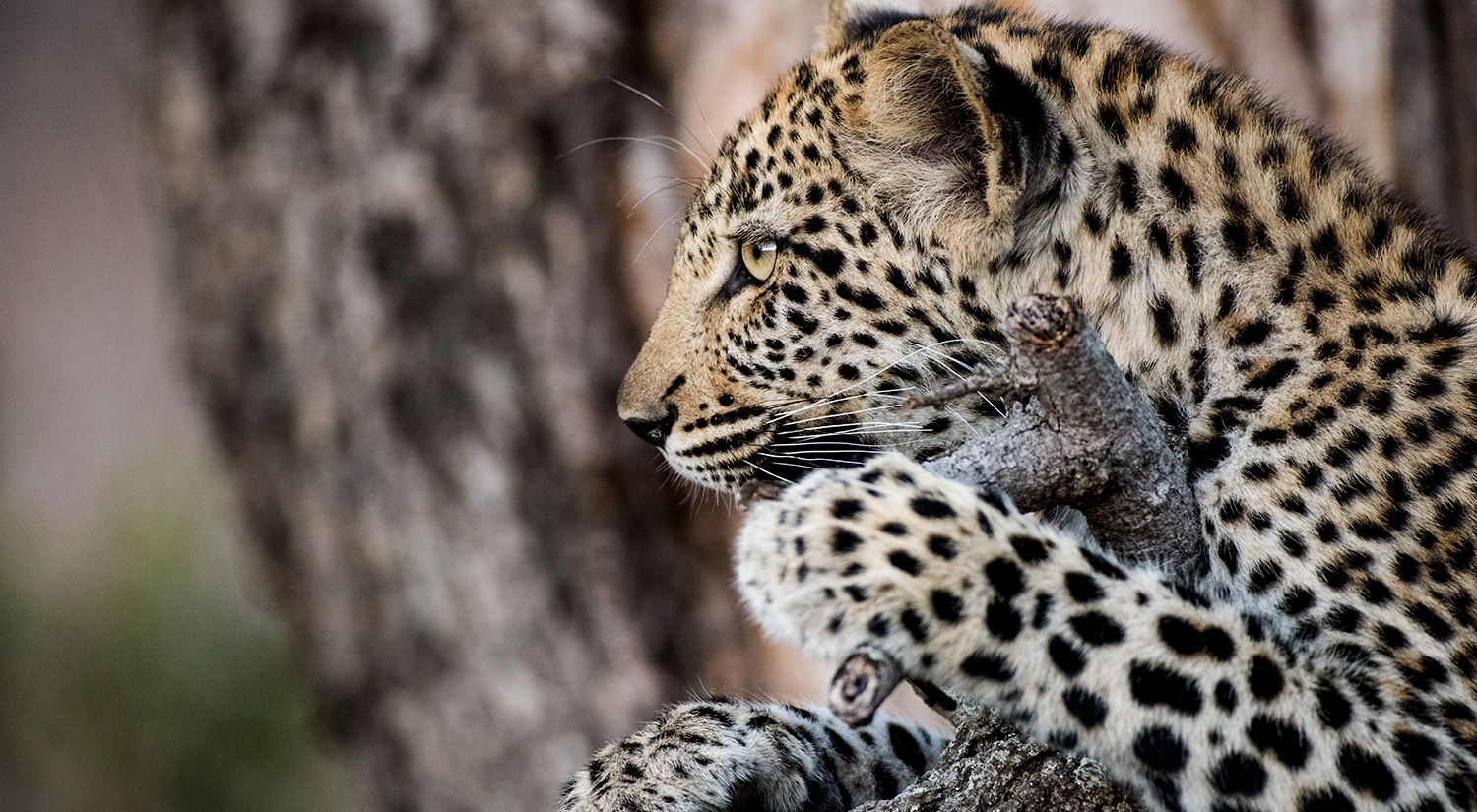 Leopard cub, Phinda, South Africa