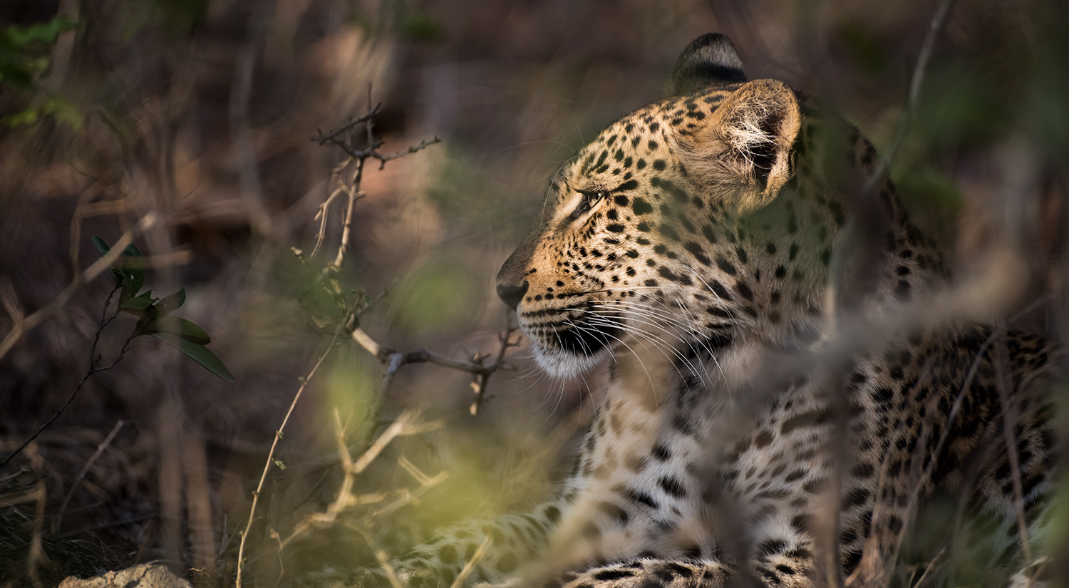 Leopard, Phinda, South Africa