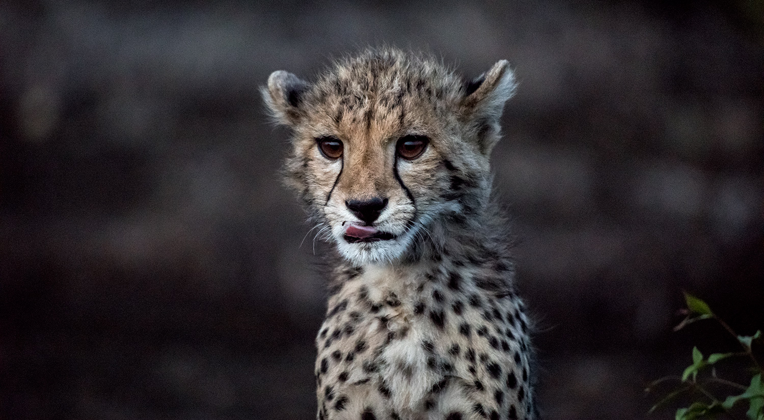 Cheetah cub, Phinda, South Africa