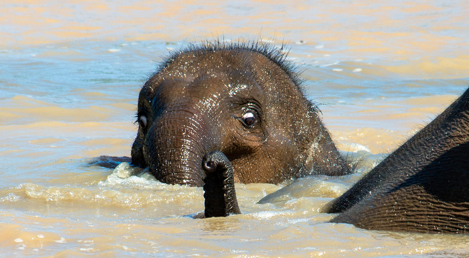 Baby elephant, Yala National Park, Sri Lanka, 2015